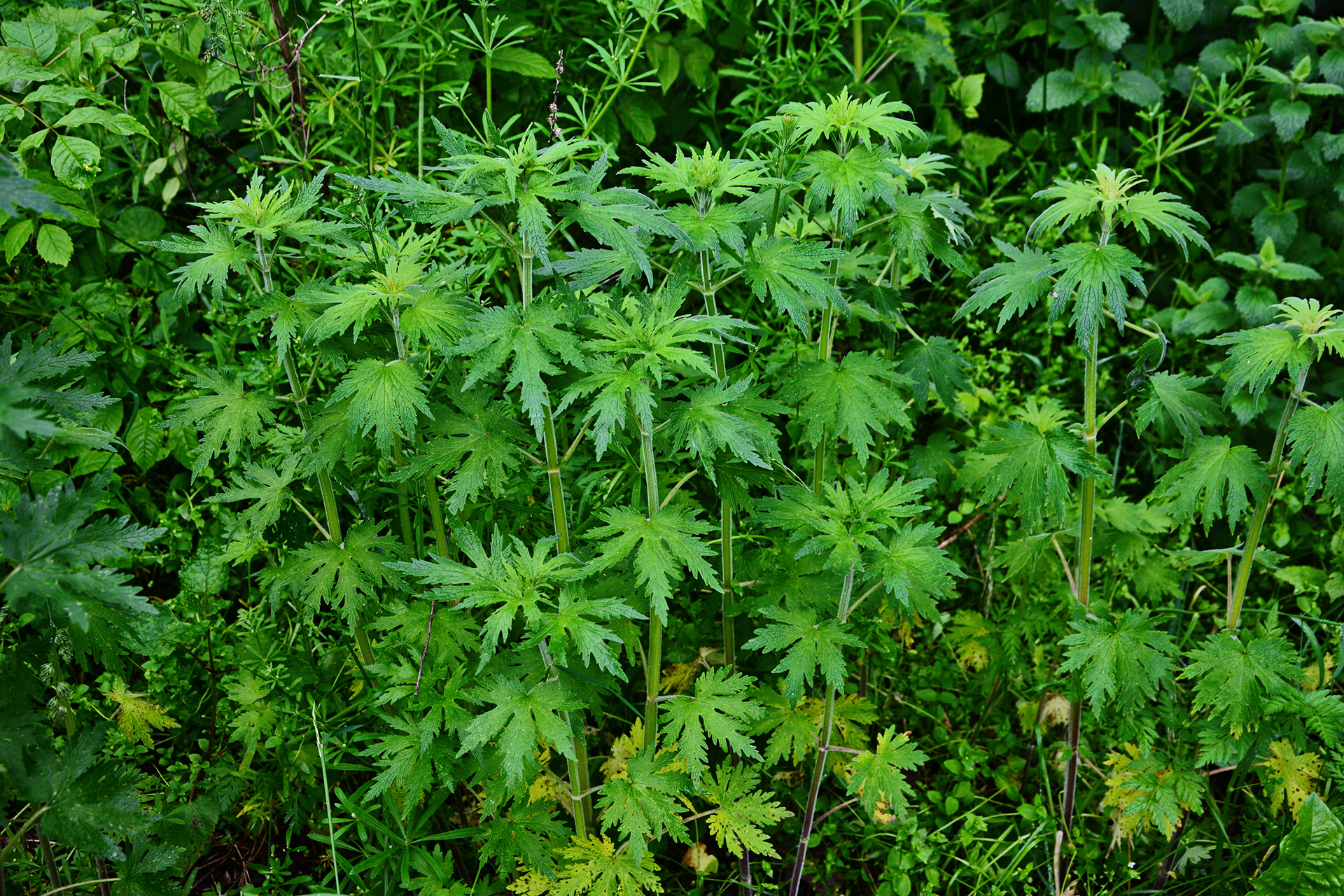 What is Hemp-derived Delta-9 THC?